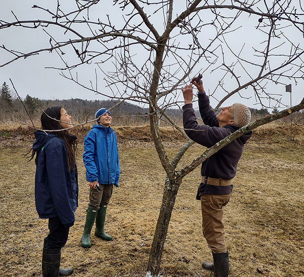 a lesson in apple tree pruning at Corinth's community orchard